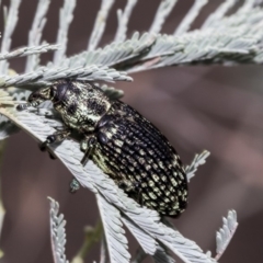 Chrysolopus spectabilis at Hawker, ACT - 10 Mar 2019