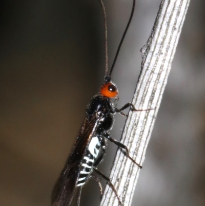 Braconidae (family) (Unidentified braconid wasp) at Campbell, ACT - 12 Mar 2019 by jbromilow50