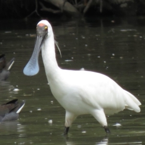 Platalea regia at Tumut, NSW - 10 Mar 2019 12:40 PM