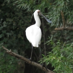 Platalea regia at Tumut, NSW - 10 Mar 2019 12:40 PM