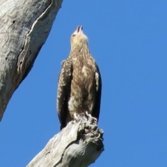 Haliastur sphenurus (Whistling Kite) at Tumut, NSW - 11 Mar 2019 by KumikoCallaway