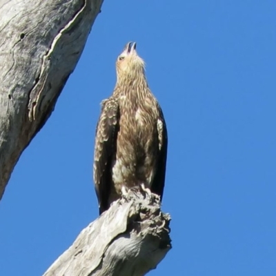 Haliastur sphenurus (Whistling Kite) at Tumut, NSW - 11 Mar 2019 by KumikoCallaway