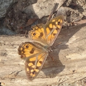 Geitoneura klugii at Jagumba, NSW - 16 Feb 2019