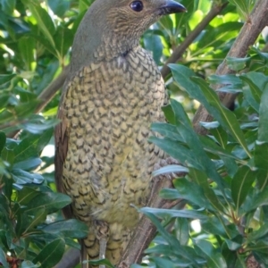 Ptilonorhynchus violaceus at Hughes, ACT - 11 Mar 2019