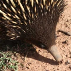Tachyglossus aculeatus (Short-beaked Echidna) at Mount Ainslie - 12 Mar 2019 by jb2602