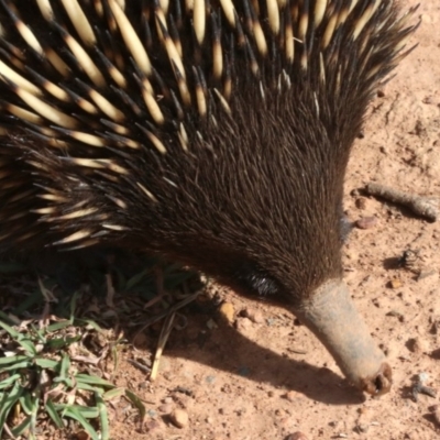 Tachyglossus aculeatus (Short-beaked Echidna) at Majura, ACT - 12 Mar 2019 by jb2602