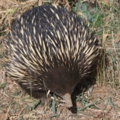 Tachyglossus aculeatus at Majura, ACT - 12 Mar 2019 03:21 PM