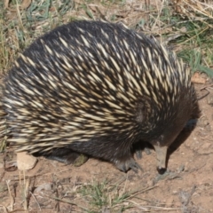 Tachyglossus aculeatus at Majura, ACT - 12 Mar 2019 03:21 PM