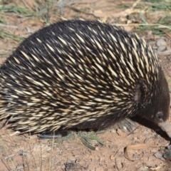 Tachyglossus aculeatus at Majura, ACT - 12 Mar 2019 03:21 PM