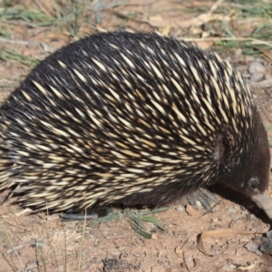 Tachyglossus aculeatus at Majura, ACT - 12 Mar 2019 03:21 PM