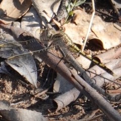 Hemicordulia tau (Tau Emerald) at Hughes, ACT - 11 Mar 2019 by JackyF