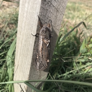 Endoxyla encalypti at Duffy, ACT - 12 Mar 2019 04:12 PM