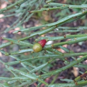 Exocarpos strictus at Tinderry, NSW - 6 Mar 2019 10:26 AM