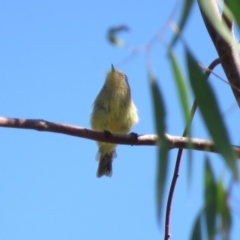 Acanthiza nana (Yellow Thornbill) at Tumut, NSW - 11 Mar 2019 by KumikoCallaway