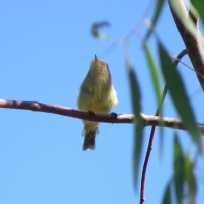 Acanthiza nana (Yellow Thornbill) at Tumut, NSW - 10 Mar 2019 by KumikoCallaway