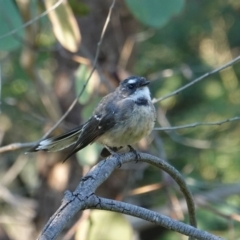 Rhipidura albiscapa (Grey Fantail) at Deakin, ACT - 11 Mar 2019 by JackyF