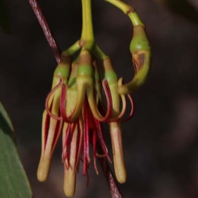 Amyema miquelii (Box Mistletoe) at Majura, ACT - 12 Mar 2019 by jbromilow50