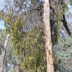 Amyema miquelii at Majura, ACT - 12 Mar 2019