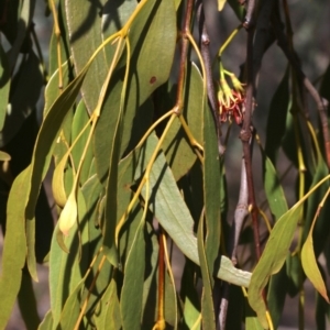 Amyema miquelii at Majura, ACT - 12 Mar 2019