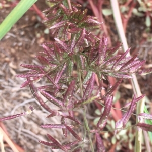 Eragrostis cilianensis at Griffith, ACT - 8 Mar 2019