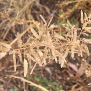 Eragrostis cilianensis at Griffith, ACT - 8 Mar 2019