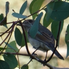 Pachycephala pectoralis (Golden Whistler) at Deakin, ACT - 11 Mar 2019 by JackyF