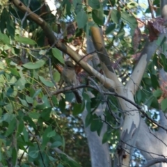 Pachycephala pectoralis at Deakin, ACT - 11 Mar 2019