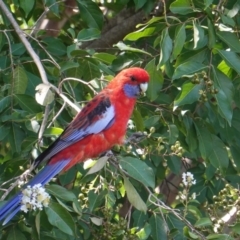 Platycercus elegans (Crimson Rosella) at Hughes, ACT - 10 Mar 2019 by JackyF