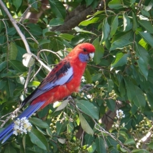 Platycercus elegans at Hughes, ACT - 10 Mar 2019