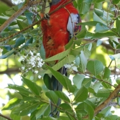 Platycercus elegans at Hughes, ACT - 10 Mar 2019