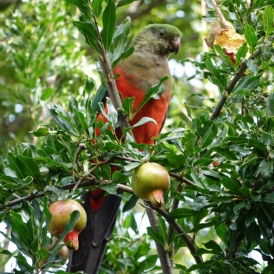 Alisterus scapularis (Australian King-Parrot) at Hughes, ACT - 12 Mar 2019 by JackyF