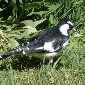 Grallina cyanoleuca at Hughes, ACT - 11 Mar 2019