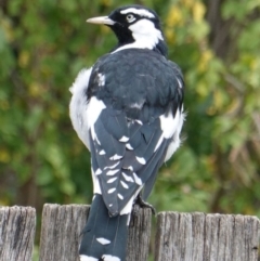 Grallina cyanoleuca at Hughes, ACT - 11 Mar 2019