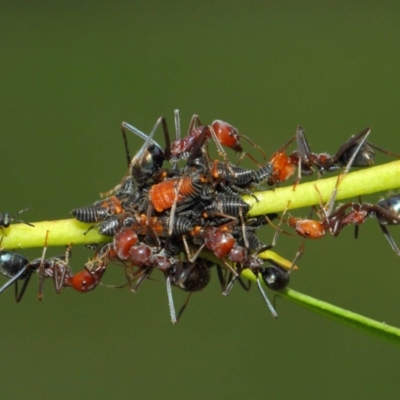 Chalcidoidea (superfamily) (A gall wasp or Chalcid wasp) at Acton, ACT - 12 Mar 2019 by TimL