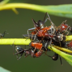 Chalcidoidea (superfamily) at Acton, ACT - 12 Mar 2019 02:09 PM