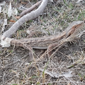 Pogona barbata at Amaroo, ACT - 12 Mar 2019