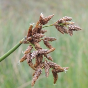 Schoenoplectus validus at Banks, ACT - 16 Feb 2019