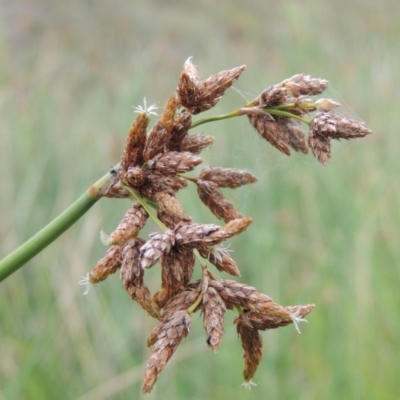 Schoenoplectus tabernaemontani (River Club-rush) at Banks, ACT - 16 Feb 2019 by MichaelBedingfield