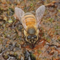 Apis mellifera (European honey bee) at Rob Roy Range - 16 Feb 2019 by MichaelBedingfield