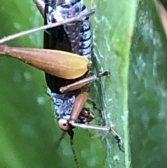 Trigonidium sp. (genus) (A Sword-tail Cricket) at Monash, ACT - 13 Mar 2019 by jackQ