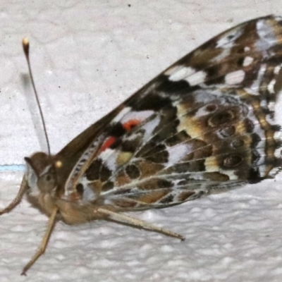 Vanessa kershawi (Australian Painted Lady) at Ainslie, ACT - 25 Nov 2018 by jbromilow50