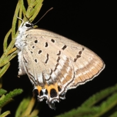 Jalmenus ictinus (Stencilled Hairstreak) at Ainslie, ACT - 6 Feb 2019 by jbromilow50