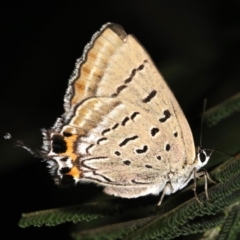 Jalmenus ictinus at Ainslie, ACT - 8 Feb 2019