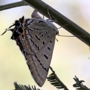 Jalmenus ictinus at Ainslie, ACT - 24 Jan 2019