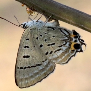 Jalmenus ictinus at Ainslie, ACT - 24 Jan 2019