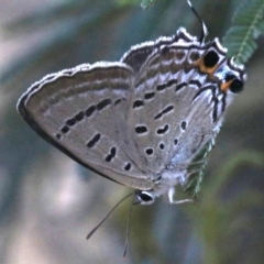 Jalmenus ictinus (Stencilled Hairstreak) at Ainslie, ACT - 26 Jan 2019 by jbromilow50