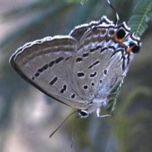 Jalmenus ictinus at Ainslie, ACT - 26 Jan 2019 05:16 PM