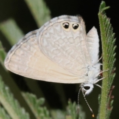 Nacaduba biocellata (Two-spotted Line-Blue) at Majura, ACT - 28 Jan 2019 by jbromilow50