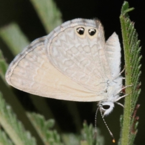 Nacaduba biocellata at Majura, ACT - 28 Jan 2019