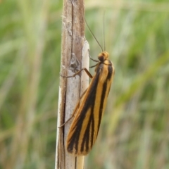 Phaeophlebosia furcifera (Forked Footman) at Fyshwick, ACT - 12 Mar 2019 by Christine